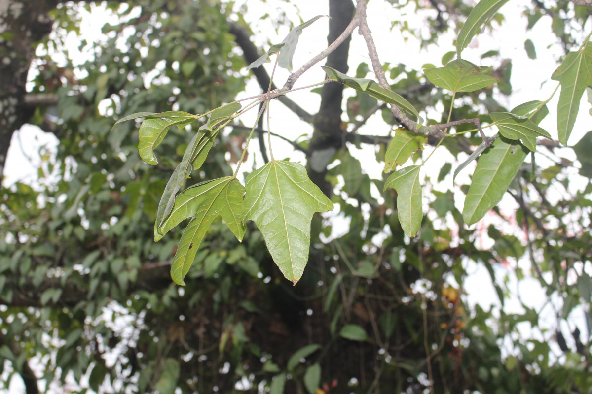 Brachychiton acerifolius (A.Cunn. ex G.Don) F.Muell.